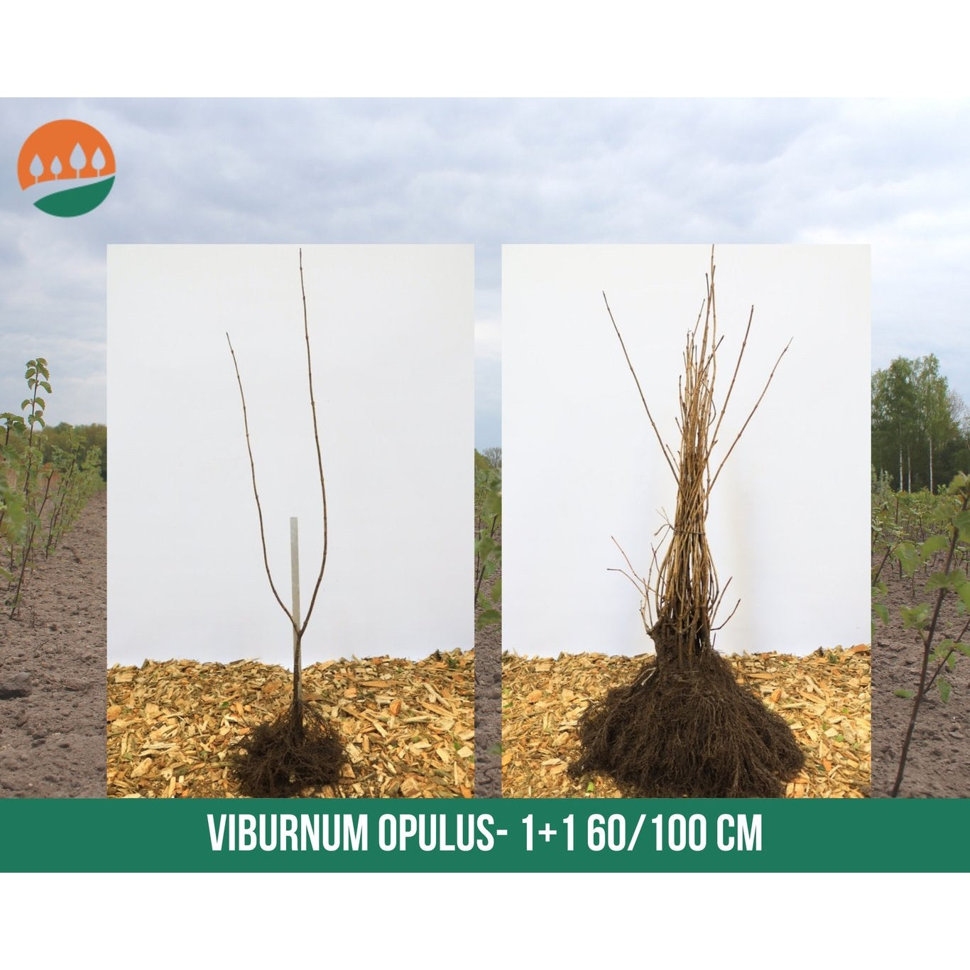 Skogsolvon – Viburnum opulus - 60-100 CM bare root 1/1